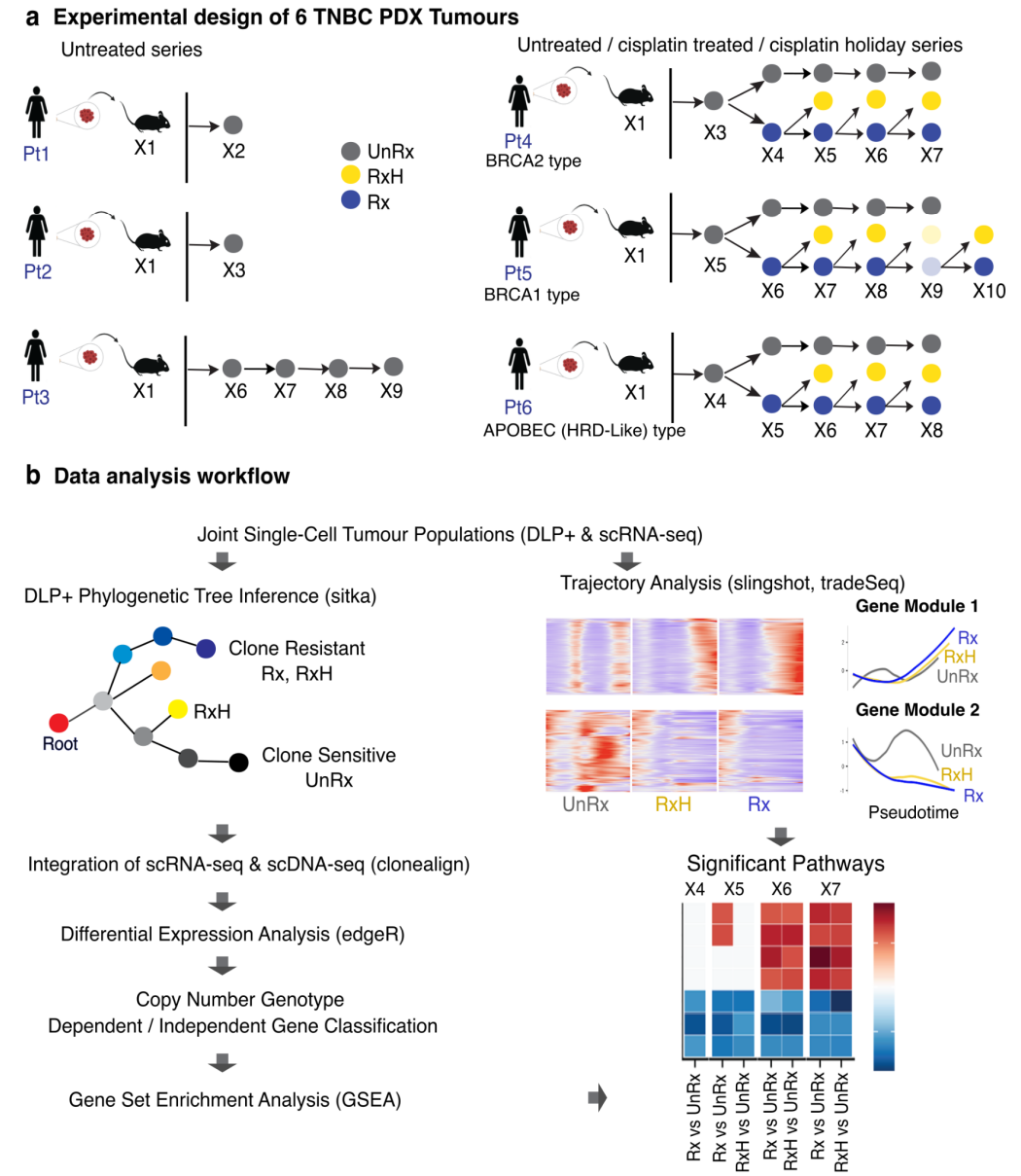 Workflow of experimental and study design for tracking drug induced transcriptome reprogramming. (a) Tumor biopsies from 6 TNBC patients were transplanted in immunodeficient mice. Three TNBC untreated time-series (Pt1-3) and three cisplatin treated time-series (Pt4-6) with its counter drug holiday samples. UnRx: untreated, Rx: cisplatin treated, RxH: cisplatin drug holiday. The treated, drug holiday samples at X9, Pt5 were excluded from analysis due to its sample qualities. (b) Data analysis workflow, including phylogenetic tree inference using DLP single cell copy number profiles from previously published work, followed by clonal alignment from DLP copy number to RNA-seq gene expression with clonealign. Differentially expressed genes are then classified into in cis and in trans based on overlapping of bin genomic and gene genomic regions, and based on the positive or negative directions of copy number tendency and gene expression trend (up-regulated or down-regulated). Significant pathways are determined by applying gene set enrichment analysis. Pseudotime analysis highlights the achieved genes with significant change in expression along the trajectories of evolution through drug treatment.